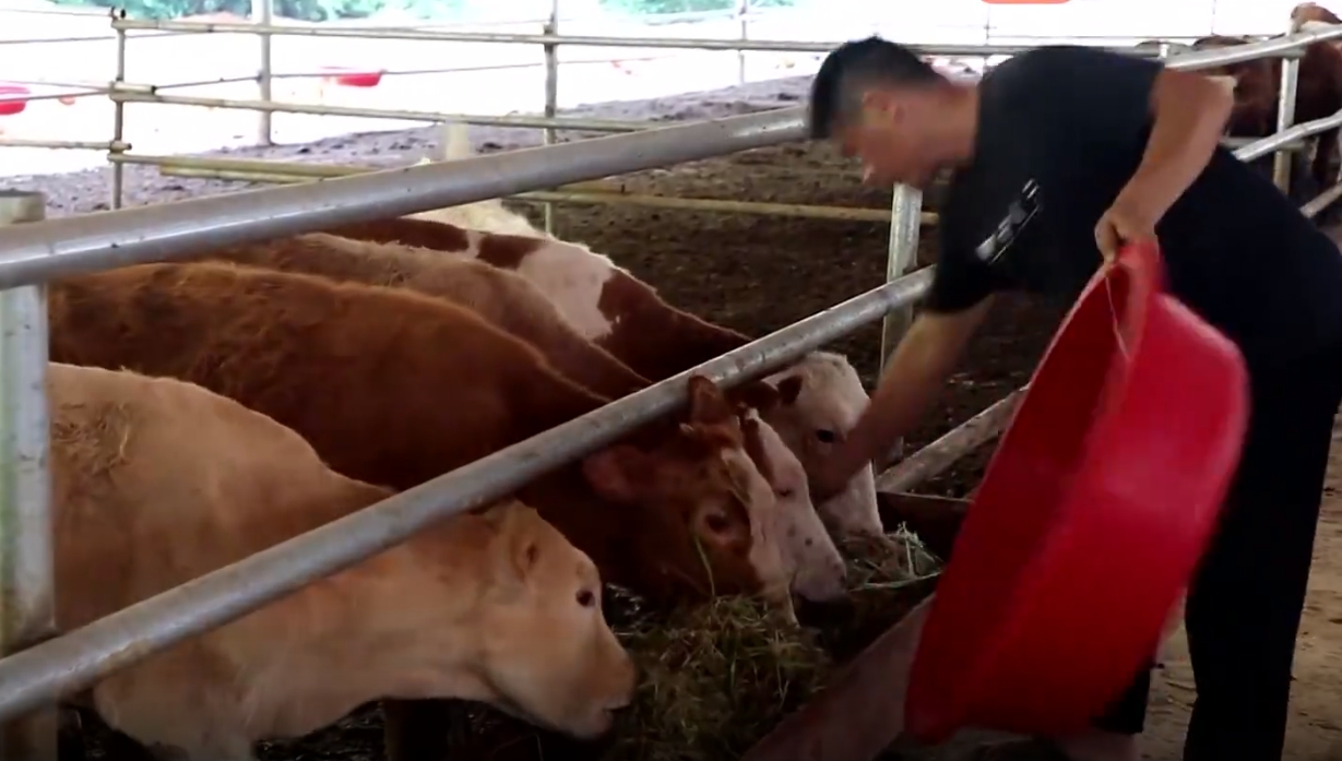 龙州：“万牛进农家” 推动养牛致富