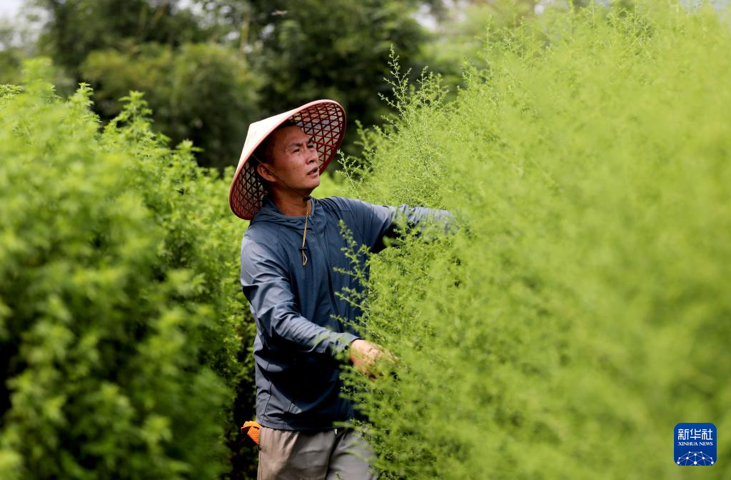 广西山区“小草”惠泽非洲-近年来