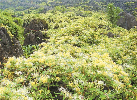 金银花开，石漠不再-金银花开，石