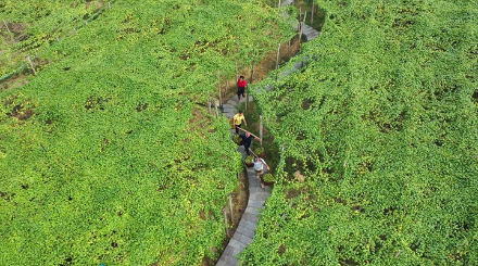 韦文周：罗汉果全产业链带动永福县