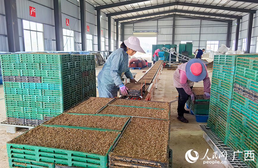 人民网 付华周摄