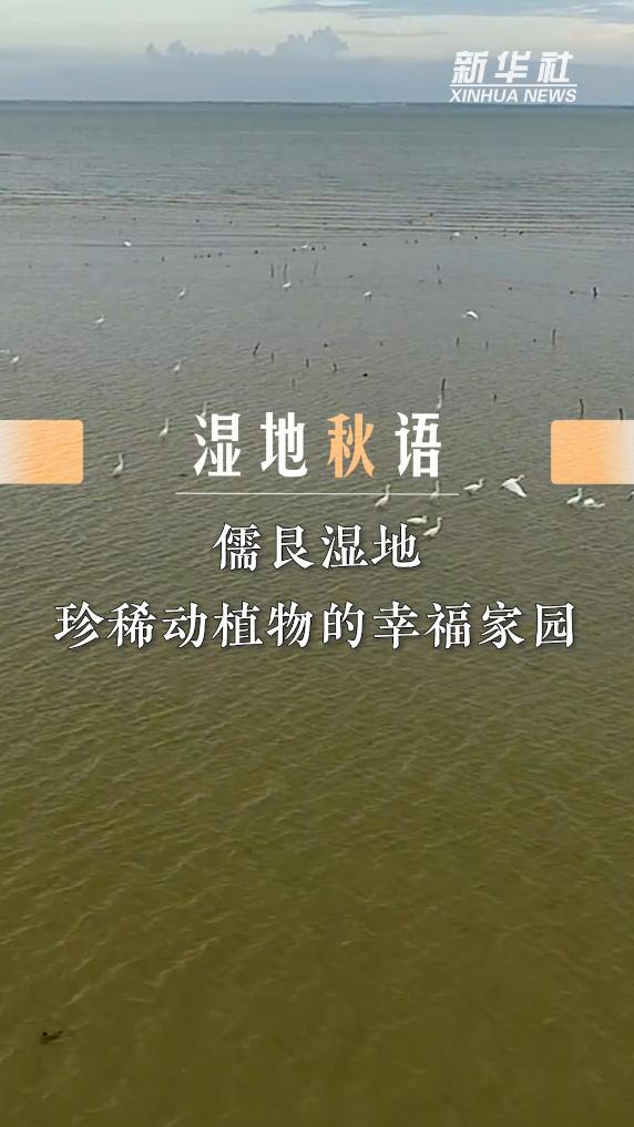 湿地秋语｜儒艮湿地：珍稀动植物的幸福家园
