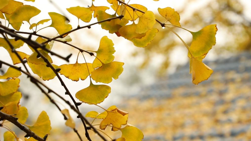 广西灵川：银杏金黄温柔了时光