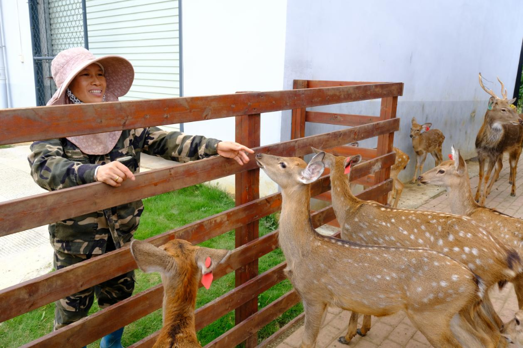 绿海生金 广西探索林下经济新实践