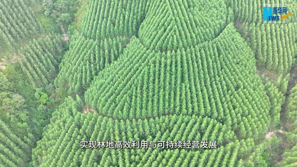 林场巡礼｜广西国有大桂山林场：“林票”点绿成金 青山走出共富路