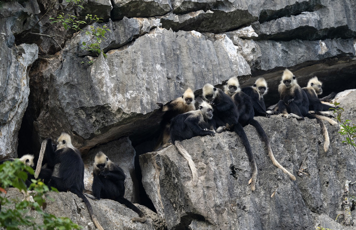 绿动广西 | 与“石山精灵”的守望相约