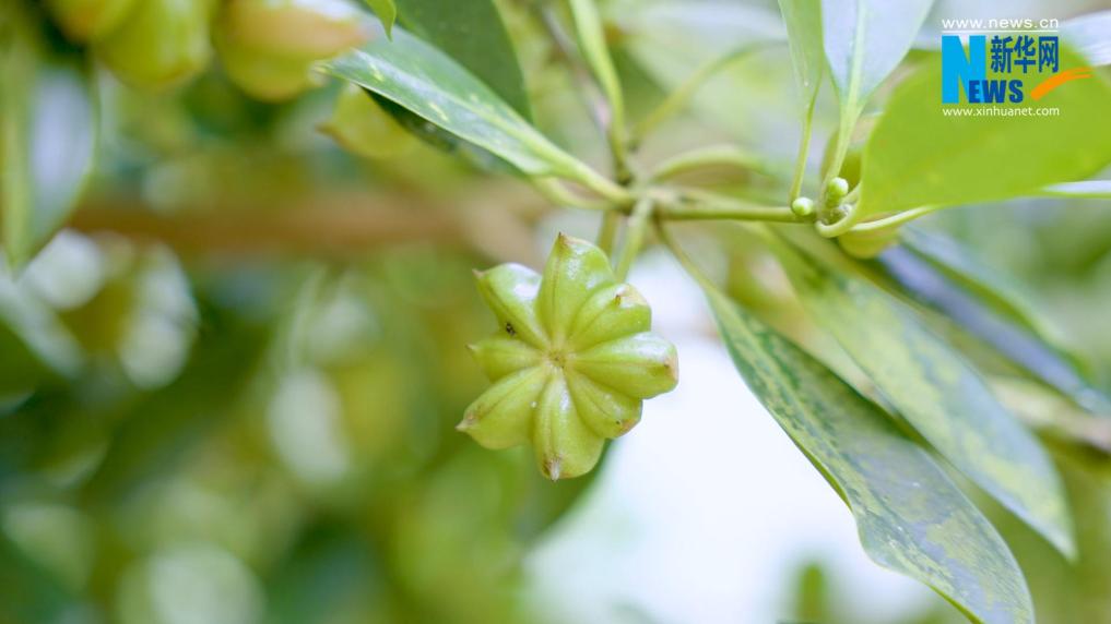 林场巡礼｜广西国有六万林场：八角飘香铺富路 森林康养绘新篇