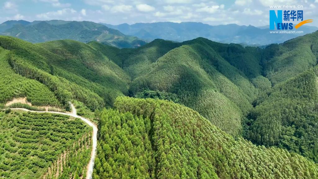 林场巡礼｜广西国有钦廉林场：林海藏“香”传古韵 点“绿”成“金”兴产业