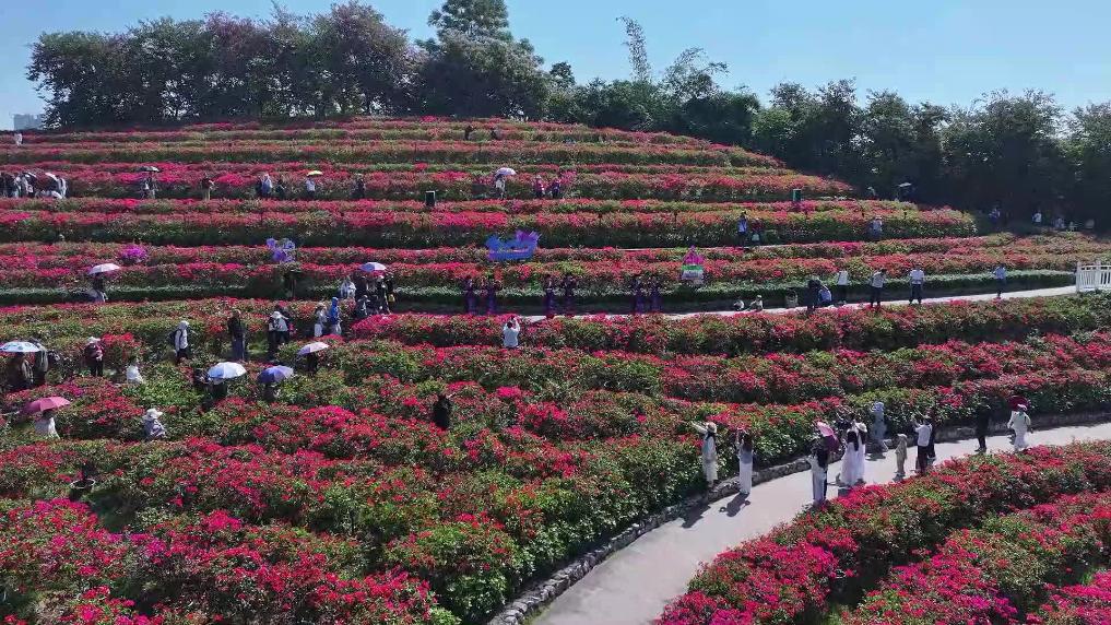 请查收来自冬天的花海浪漫