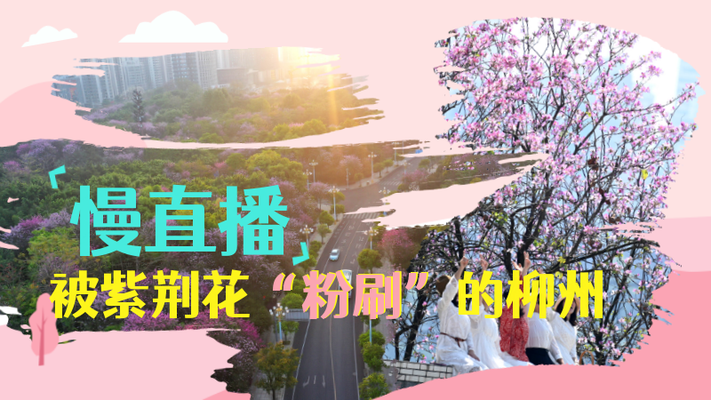 慢直播——被紫荊花“粉刷”的柳州