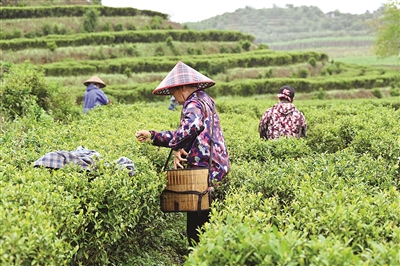 “茶+旅”有奔头——柳城华侨农场推进茶产业升级转型小记