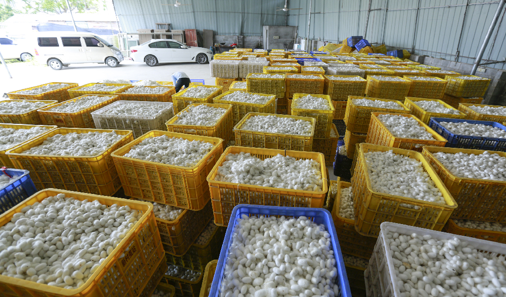 柳城：做大桑蚕产业助农增收