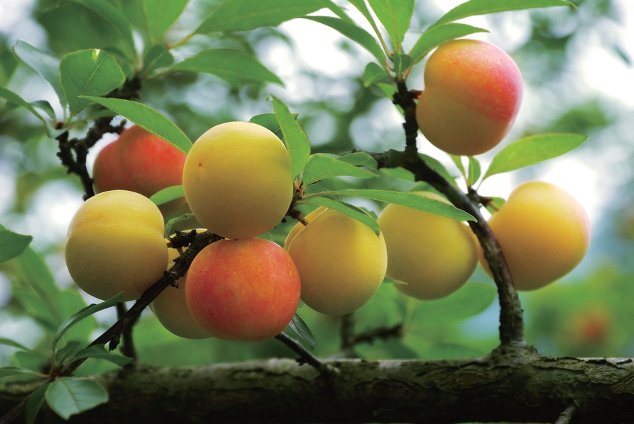 南丹多措并举推动水果产业发展 上半年水果总产值预计达3629万元