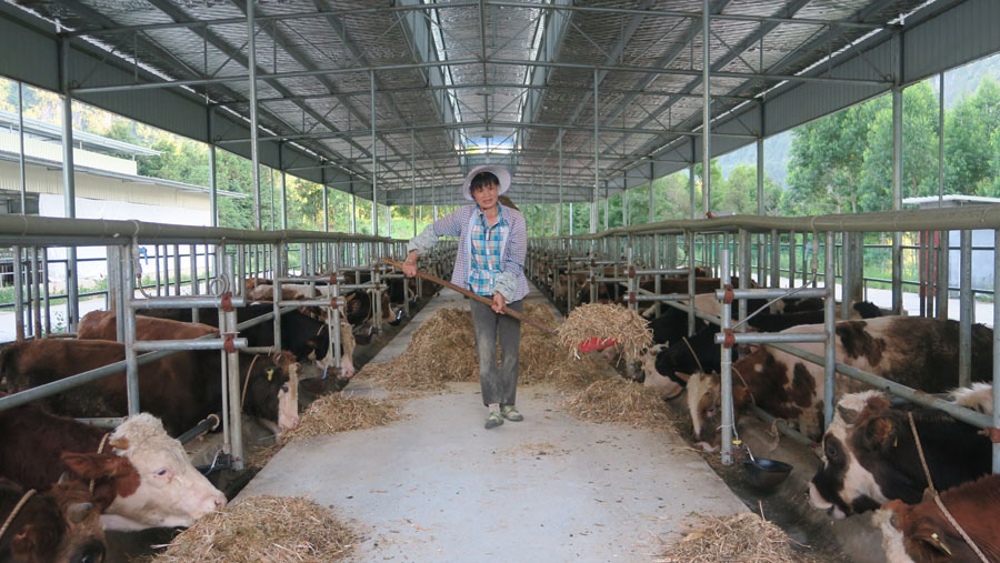 田阳：加强肉牛养殖 助力乡村振兴