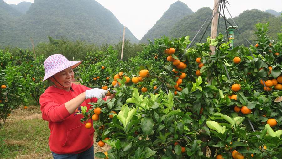 田阳区发展壮大柑橘产业