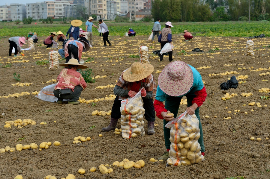 桂平市冬种马铃薯产值逾亿元