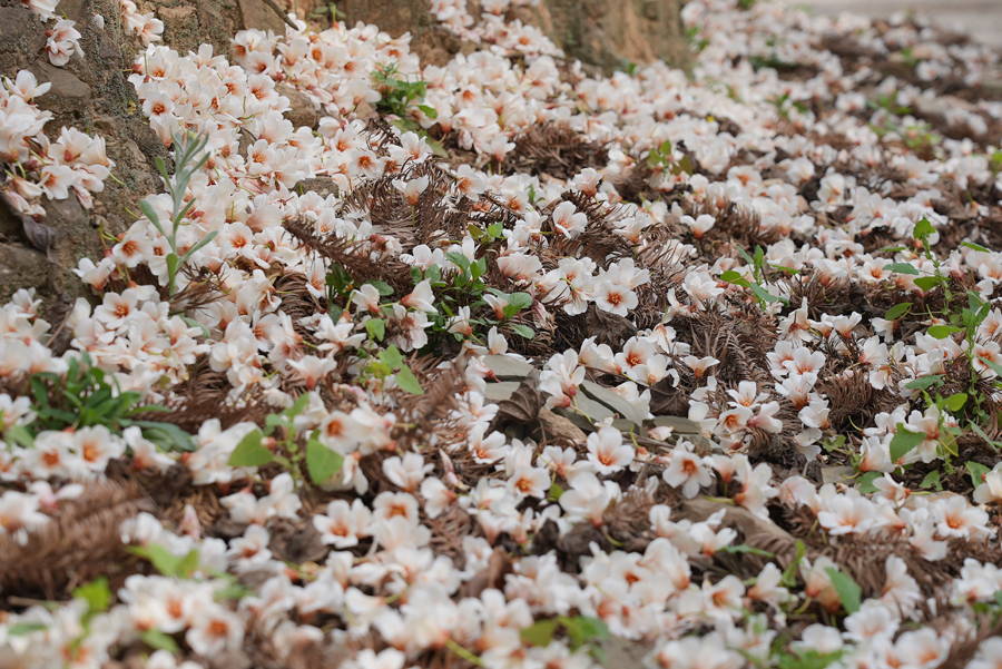 广西西林：千亩油桐花怒放 春来青山如覆“雪”