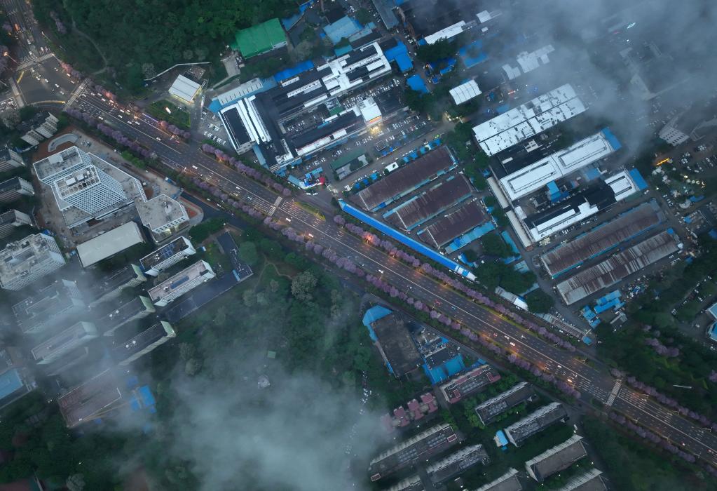 广西柳州：一城繁花香满路