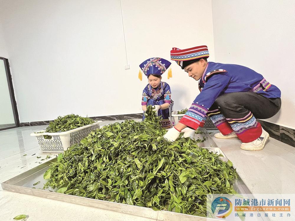 点绿成“金” 茶产业成致富“香饽饽”