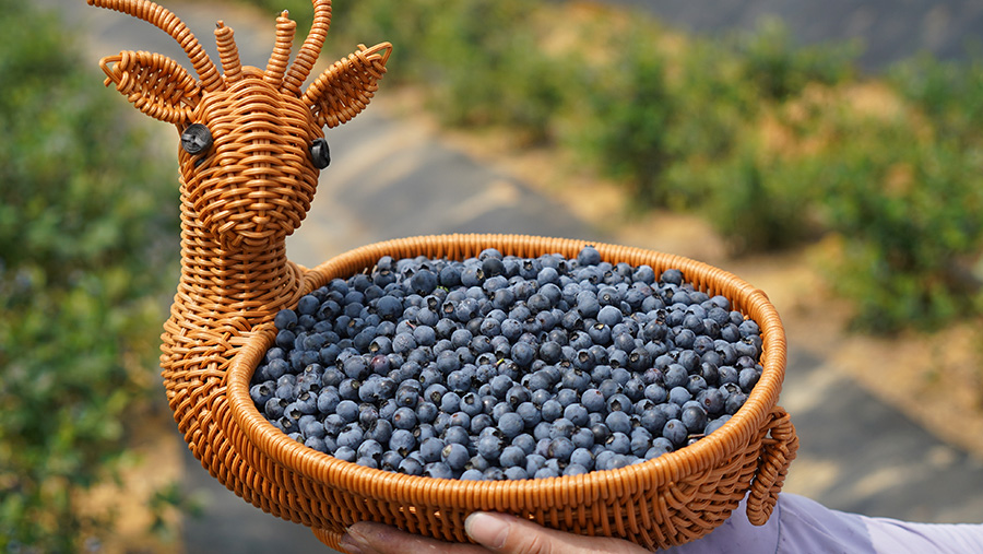 广西马山大力发展蓝莓产业 联农带农奔向“莓”好生活